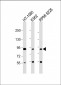 DEF Antibody  (N-term)